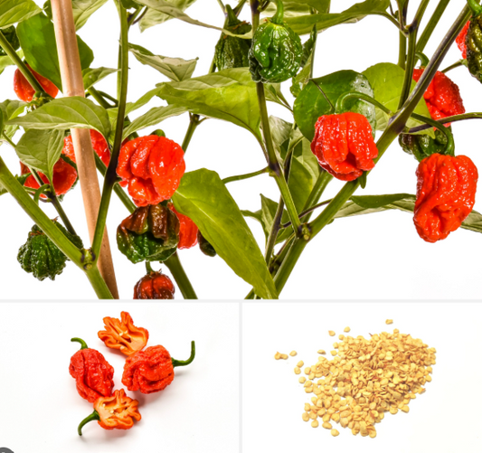 Karolina riper - Carolina Reaper seme 10komada